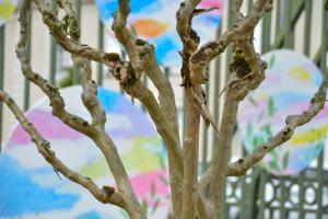 Semaine culturelle Juste avant l'été