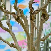 Semaine culturelle Juste avant l'été